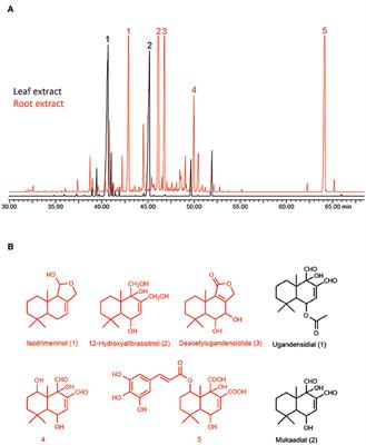 Antimicrobial Drimane Sesquiterpenes Contribute to Balanced Antagonism but Do Not Structure Bacterial and Fungal Endophytes in the African Pepper Bark Tree Warburgia ugandensis